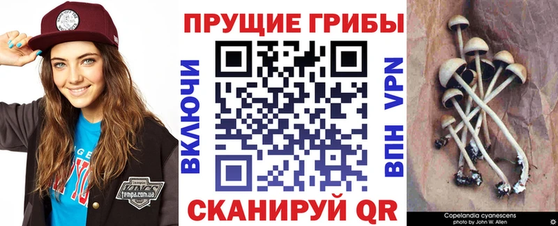 сколько стоит  Жуковка  Галлюциногенные грибы MAGIC MUSHROOMS 